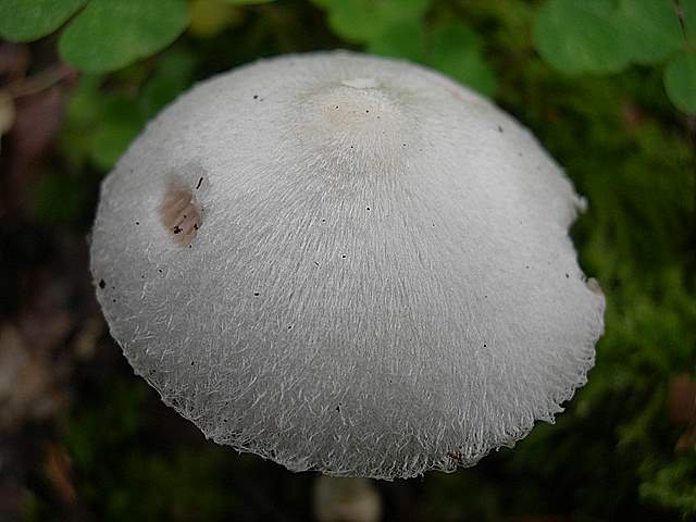 I  Funghi della collina pianeggiante